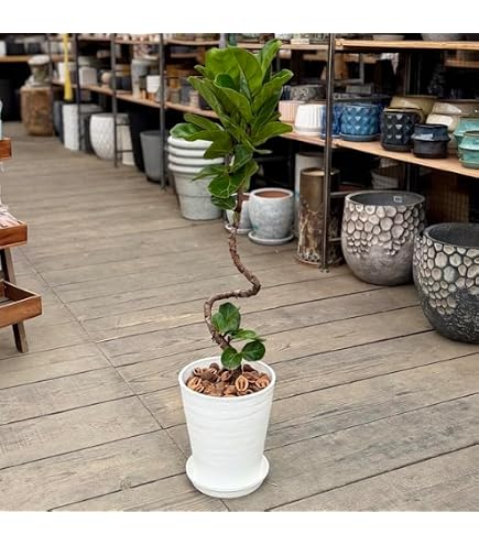 Amazon｜カシワバゴム バンビーノ 曲がり 15現観葉植物 室内 7号｜観葉